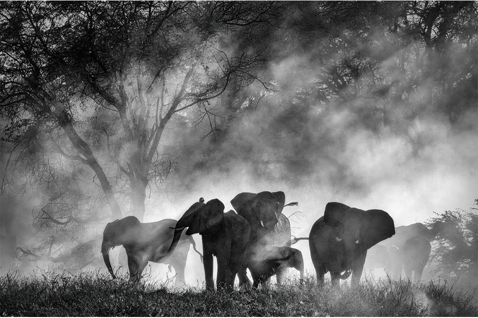 Кадр з фільму Ghost Elephants Вернера Герцоґа